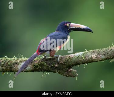 Aracari con colletto (Pteroglossus torquatus), trovato dal Messico alla Colombia e al Venezuela. È un uccello quasi passerino della famiglia dei toucan Ramphastidae Foto Stock