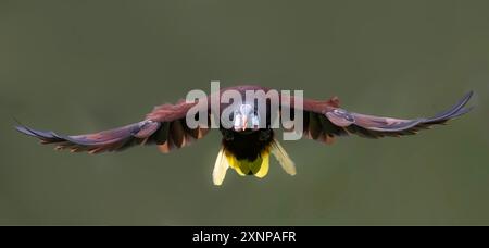 Montezuma oropendola (Psarocolius montezuma) allevatore residente nelle pianure costiere caraibiche - dal Messico sud-orientale al centro di Panama Foto Stock