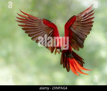 L'ara scarlatta (Ara macao) è un grande pappagallo neotropico giallo, rosso e blu originario delle foreste sempreverdi umide delle Americhe Foto Stock