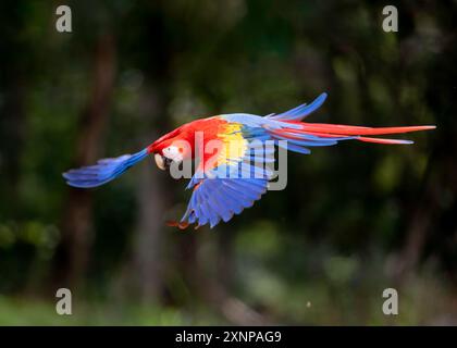 L'ara scarlatta (Ara macao) è un grande pappagallo neotropico giallo, rosso e blu originario delle foreste sempreverdi umide delle Americhe Foto Stock