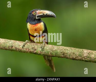 Aracari con colletto (Pteroglossus torquatus), trovato dal Messico alla Colombia e al Venezuela. È un uccello quasi passerino della famiglia dei toucan Ramphastidae Foto Stock