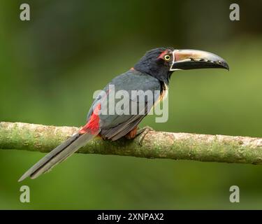 Aracari con colletto (Pteroglossus torquatus), trovato dal Messico alla Colombia e al Venezuela. È un uccello quasi passerino della famiglia dei toucan Ramphastidae Foto Stock