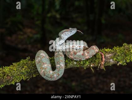 Pink Morph eyelash viper (Bothriechis schlegelii) , è una specie di viper velenosa della famiglia Viperidae, Costa Rica Foto Stock