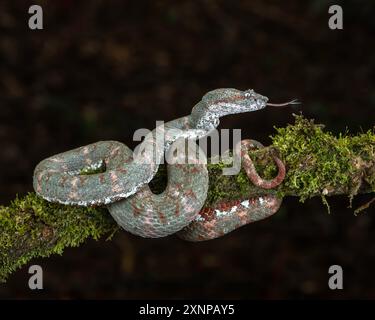 Pink Morph eyelash viper (Bothriechis schlegelii) , è una specie di viper velenosa della famiglia Viperidae, Costa Rica Foto Stock