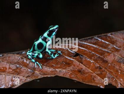 La rana velenosa verde e nera (Dendrobates auratus), nota anche come rana velenosa verde e nera e rana velenosa verde, Costa Rica Foto Stock