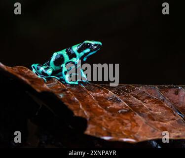 La rana velenosa verde e nera (Dendrobates auratus), nota anche come rana velenosa verde e nera e rana velenosa verde, Costa Rica Foto Stock