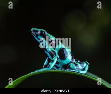 La rana velenosa verde e nera (Dendrobates auratus), nota anche come rana velenosa verde e nera e rana velenosa verde, Costa Rica Foto Stock