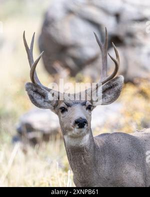 Mulo di cervo (Odocoileus hemionus) Grand Teton National Park, Wyoming Foto Stock