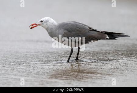 Hermann's Gull (Larus heermanni) lungo la costa pacifica della California Foto Stock