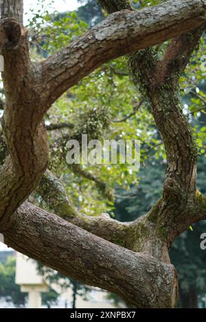 Vedere le foglie degli alberi dai tronchi dell'albero che curve in cerchi Foto Stock