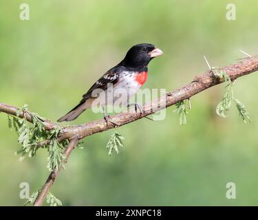 Grosbeak petto di rosa (Pheucticus ludovicianus) arroccato durante una sosta a Galveston, Texas, durante la migrazione primaverile Foto Stock