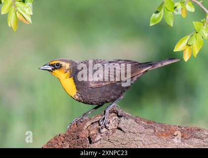Blackbird dalla testa gialla (Xanthocephalus xanthocephalus) arroccato su un tumulo durante la migrazione primaverile, Galveston Texas, USA Foto Stock