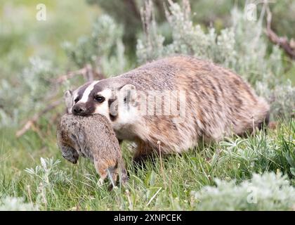 Un tasso di ritorno alla sua tana con Ground Squirrel, Yellowstone National Park, Wyoming, USA Foto Stock