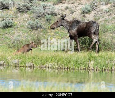 Madre di Moose con il suo giovane vitello lungo Moose-wilson Road, Grand Teton National Park, Wyoming, Stati Uniti Foto Stock