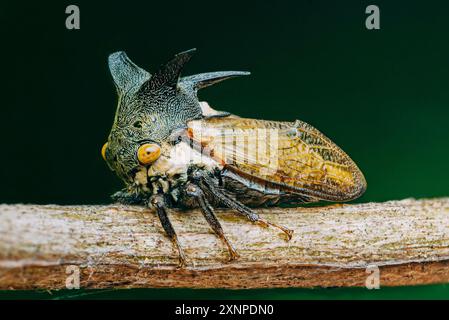 Centrotus cornutus, thorn-hopper è una specie di Treehoppers sul ramo degli alberi. Foto Stock