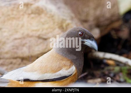 Rufous Treepie - Dendrocitta vagabunda Foto Stock