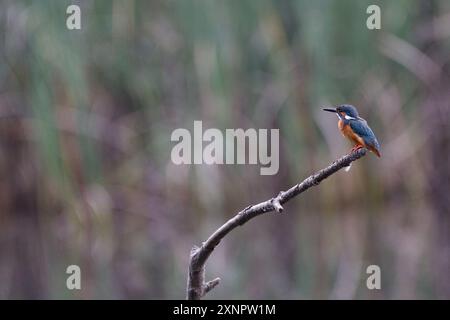 Un kingfisher eurasiatico o comune (Alcedo atthis) in un parco a Kanagawa, in Giappone. Foto Stock
