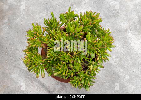 Vista dall'alto della Crassula ovata gollum succulenta pianta Foto Stock