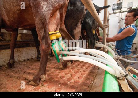 Mungitura di capre per formaggi artigianali, Alcaiduset, Alaior, Minorca, Isole Baleari, Spagna, Europa. Foto Stock