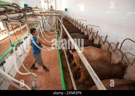 Mungitura di capre per formaggi artigianali, Alcaiduset, Alaior, Minorca, Isole Baleari, Spagna, Europa. Foto Stock