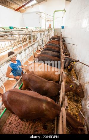 Mungitura di capre per formaggi artigianali, Alcaiduset, Alaior, Minorca, Isole Baleari, Spagna, Europa. Foto Stock