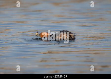 Little Grebe in Fishing Action in a Pond Foto Stock