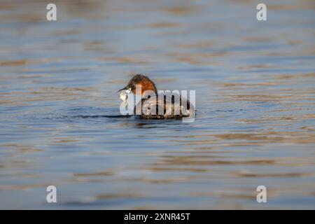 Little Grebe in Fishing Action in a Pond Foto Stock