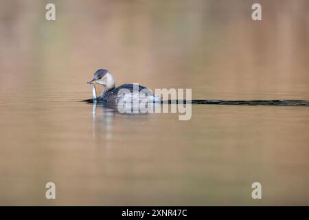 Little Grebe in Fishing Action in a Pond Foto Stock