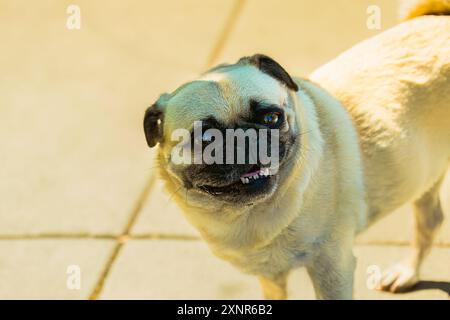 UN CANE PUG CHIARO COLOR TAN CON OCCHI LUMINOSI E UNA TESTA LEGGERMENTE INCLINATA CHE GUARDA SULLE SPALLE AL DOWNTOWN PARK DI BELLEVUE, WASHINGTON Foto Stock