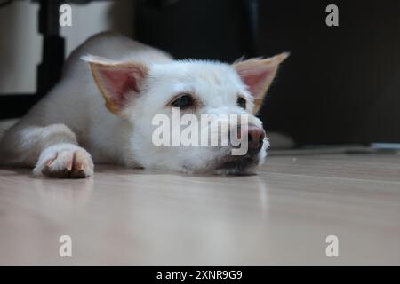 Cucciolo bianco steso sul pavimento del soggiorno Foto Stock