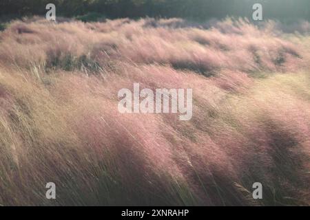 primo piano di un campo di muhly rosa con sfondo sfocato Foto Stock