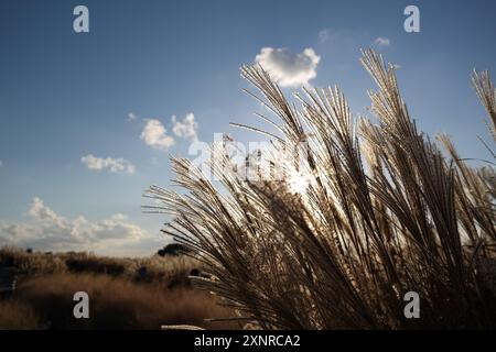 Erba di Pampas contro il cielo blu con nuvole bianche sullo sfondo Foto Stock