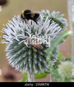 Eine Hummel oben und. Wespe. Beim sammeln des Nektars in einer Blüte auf einer Naturwiese fotografiert am 1.8.2024 ad Aschaffenburg. *** Un bumblebee sopra e vespa che raccoglie nettare in un fiore in un prato naturale fotografato su 1 8 2024 ad Aschaffenburg Foto Stock