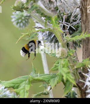 Eine Hummel im Flug beim sammeln des Nektars in einer Blüte auf einer Naturwiese fotografiert am 1.8.2024 ad Aschaffenburg. *** Un bumblebee in volo che raccoglie nettare in un fiore in un prato naturale fotografato il 1 8 2024 ad Aschaffenburg Foto Stock