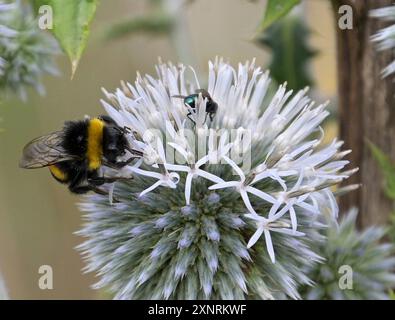 Eine Hummel Links und. Fliege beim sammeln des Nektars in einer Blüte auf einer Naturwiese fotografiert am 1.8.2024 ad Aschaffenburg. *** Un bumblebee a sinistra e volare raccogliendo nettare in un fiore in un prato naturale fotografato su 1 8 2024 ad Aschaffenburg Foto Stock