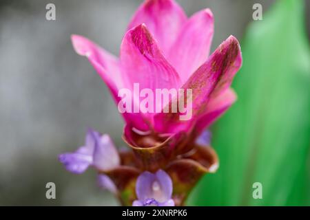 Vista ravvicinata del fiore rosa di tulipani del siam che fiorisce in giardino Foto Stock