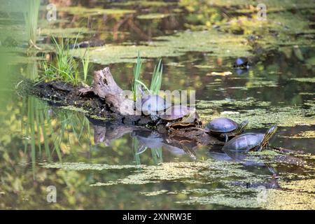 Tartarughe dipinte che si crogiolano al sole su un tronco in un laghetto tranquillo Foto Stock