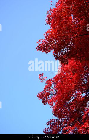 Paesaggio autunnale con foglie colorate, cielo rosso, arancione, giallo e blu come sfondo naturale o carta da parati. adatto per sfondo e sfondo Foto Stock