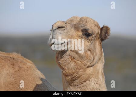 Testa di cammello maschile (Camelus dromedarius) con una gobba sulla costa occidentale del Sudafrica. Foto Stock