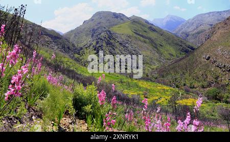 Il passo Franschhoek nel Capo Occidentale in Sud Africa con fiori selvatici rosa e gialli dopo un incendio. Foto Stock