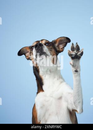 Un cane tricolore esegue un trucco, sollevando la zampa in alto contro uno sfondo viola, in un ambiente da studio Foto Stock