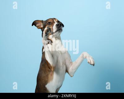 Posa di cani di razza mista addestrati, Studio sparato al blu. Un affascinante canino con un'espressione vivace siede in posizione eretta, frontali sollevate Foto Stock