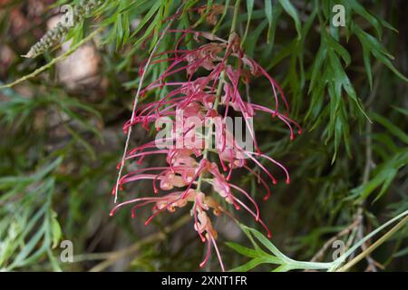 Grevillea, comunemente conosciuta come fiori di ragno, è un genere di circa 360 specie di piante sempreverdi della famiglia Proteaceae Foto Stock