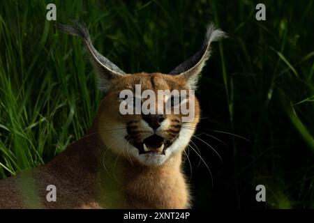caracale arrabbiato ringhiando e mostrando i suoi denti Foto Stock