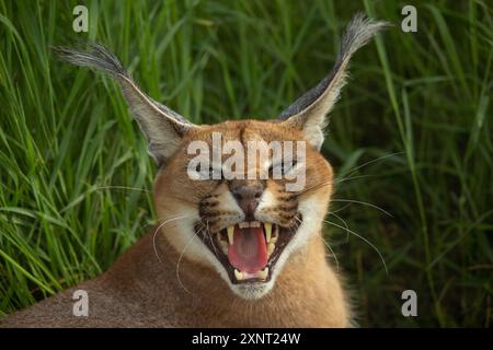 caracale arrabbiato ringhiando e mostrando i suoi denti Foto Stock