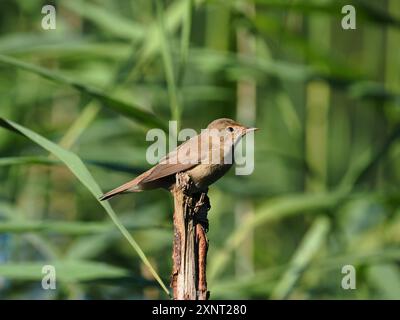 La parula di canne è una specie segreta che si libra in letti di canne, è un vantaggio vederle all'aperto! Foto Stock