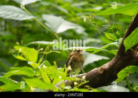 robin giovane o robin europeo piccolo (erithacus rubecula) in un giardino Foto Stock