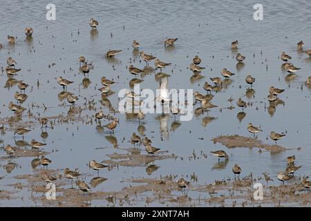 Curlew Sandpiper (Calidris ferruginea) & Dunlin (Calidris alpina) Lincolnshire luglio 2024 Foto Stock