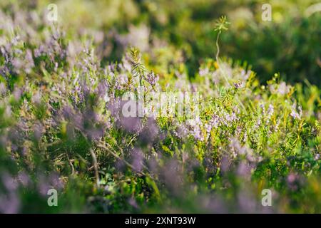 Erica fiorente a Seli Bog, punteggiata di pini, avvallamenti e piscine, nella contea di Jarva, Estonia. L'esclusivo ecosistema paludoso supporta la fauna selvatica Foto Stock