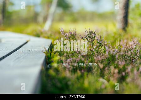 Erica fiorente a Seli Bog, punteggiata di pini, avvallamenti e piscine, nella contea di Jarva, Estonia. L'esclusivo ecosistema paludoso supporta la fauna selvatica Foto Stock